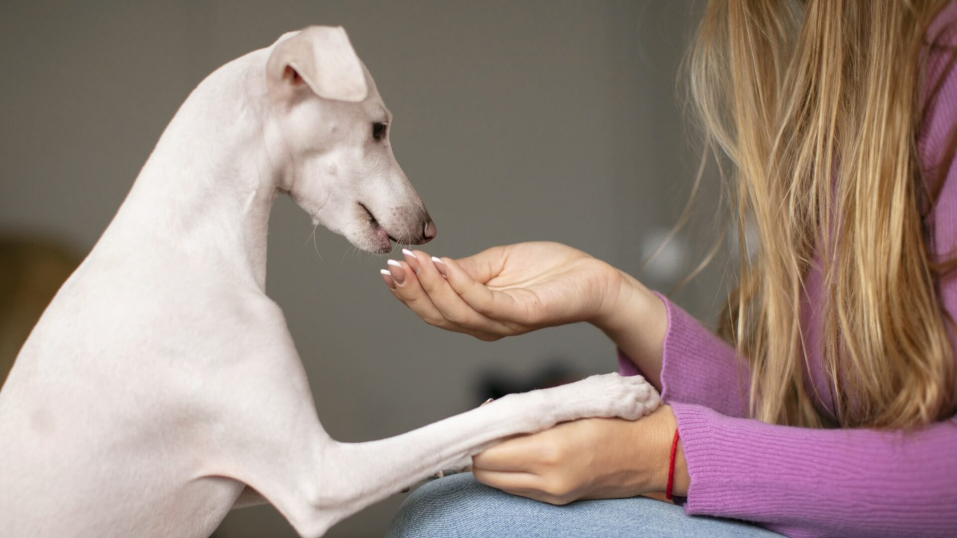 Pet Behavior Consultation In Stow, MA 01775 Apple Country Animal Hospital