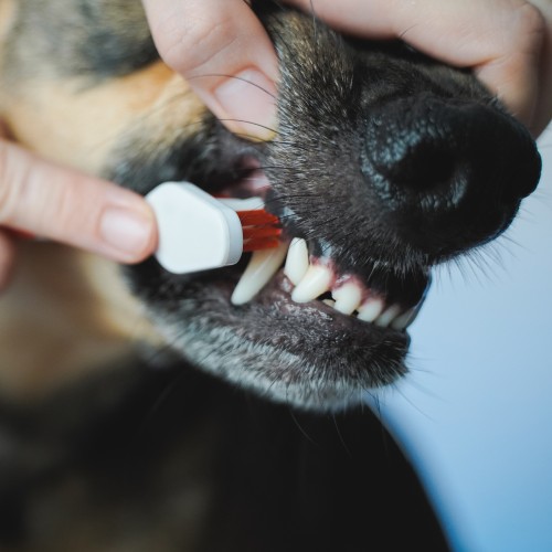 pet Dentistry