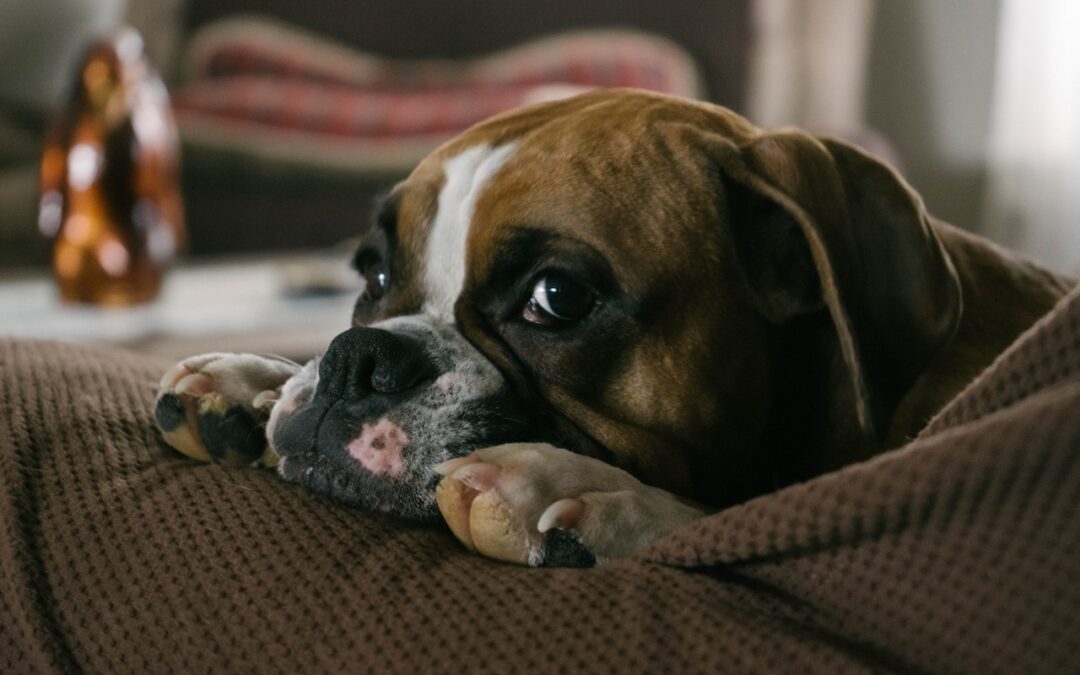 Brown and white English bulldog lying on the couch