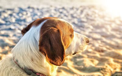 Protecting Your Pet from Heatstroke: 5 Essential Tips