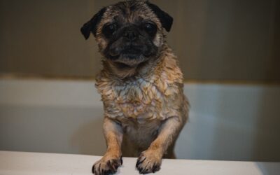 Choosing the Perfect Shampoo for Your Canine Companion’s Skin and Coat Care