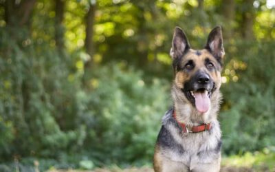 The Impact of Structured Dog Training