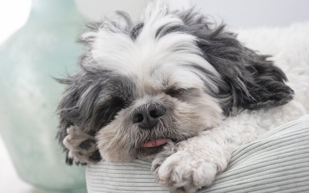 Small dog sleeping in bed