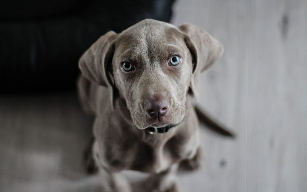 A Weimaraner puppy with blue eyes looking up