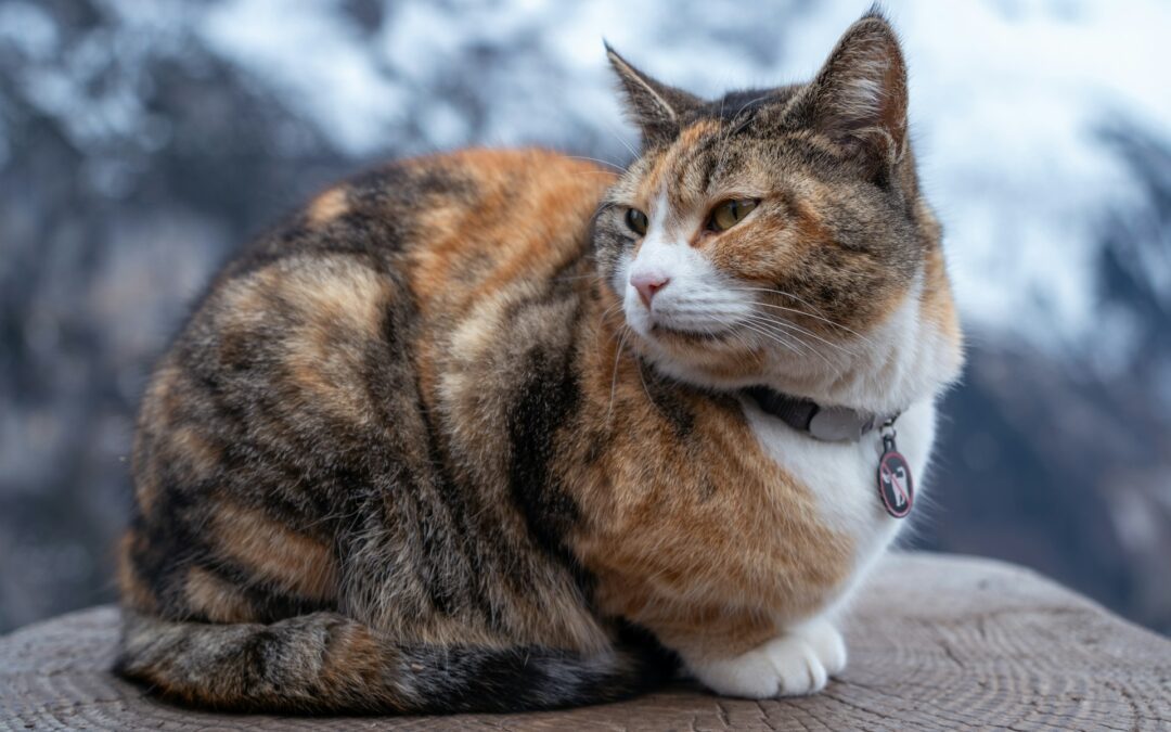 Brown and orange cat sitting on a perch