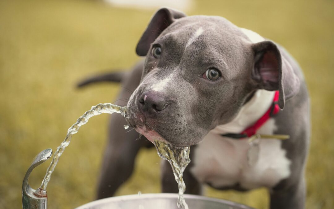 A gray and white puppy drinks from a water fountain stream outdoors